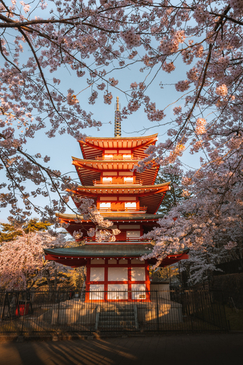 View of the vibrant red Chureito Pagoda framed by delicate pink cherry blossoms against a soft blue sky a serene moment in Fujiyoshida Yamanashi Japan.