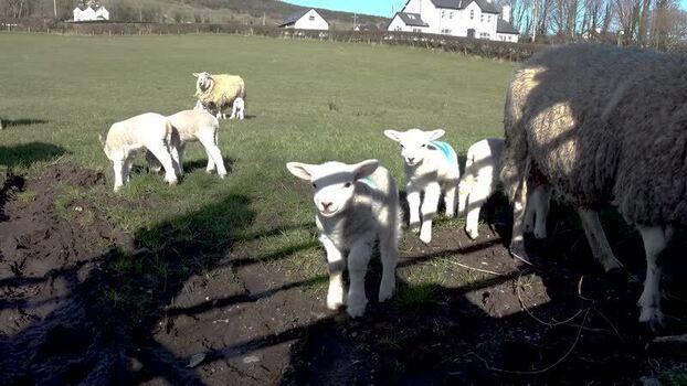 View of lambs in a green field in Ireland.
