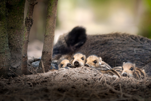 View of wild boar piglets resting in a den with an adult boar in the background in Debrzno Pomeranian Voivodeship Poland. View of wild boar piglets resting in a den with an adult boar in the background in Debrzno Pomeranian Voivodeship Poland.