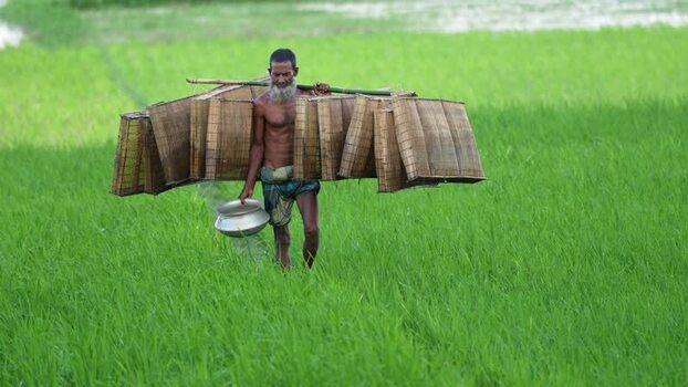 View of a fisherman carrying bamboo traps in Bogura Bangladesh.