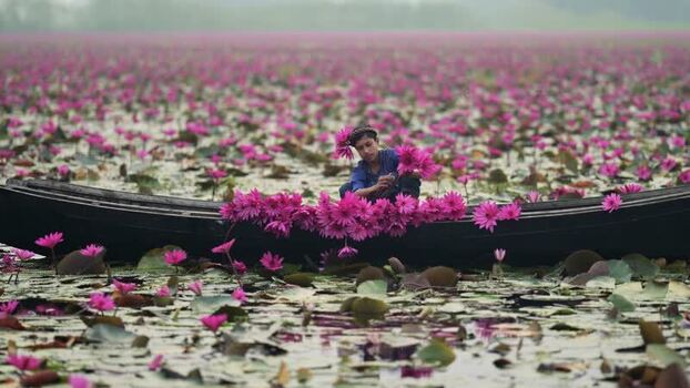 View of a person in a boat among pink water lilies Bangladesh. View of a person in a boat among pink water lilies Bangladesh.