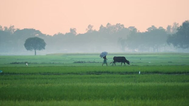 View of a farmer with a cow in green fields at dawn Bangladesh. View of a farmer with a cow in green fields at dawn Bangladesh.