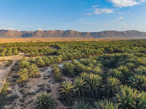 Aerial view of lush green palm trees stretching towards the horizon against a backdrop of rugged sun kissed mountains Kadrihnitin Socotra Yemen. Aerial view of lush green palm trees stretching towards the horizon against a backdrop of rugged sun kissed mountains Kadrihnitin Socotra Yemen.