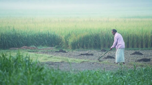 View of a farmer working in a field in Bogura Bangladesh. View of a farmer working in a field in Bogura Bangladesh.