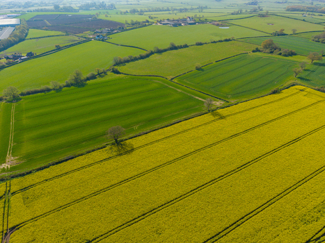Aerial view of vibrant yellow rapeseed fields and lush green pastures divided by hedgerows and farm tracks in the countryside of Stone England United Kingdom. Aerial view of vibrant yellow rapeseed fields and lush green pastures divided by hedgerows and farm tracks in the countryside of Stone England United Kingdom.