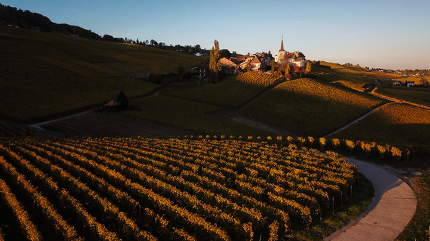 Aerial view of Fechy Dessus village and church surrounded by golden autumn vineyards under sunset light Fechy Vaud Switzerland.