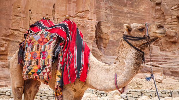 View of a camel with a colorful traditional saddle standing against sandstone cliffs in Wadi Musa Ma an Governorate Jordan. View of a camel with a colorful traditional saddle standing against sandstone cliffs in Wadi Musa Ma an Governorate Jordan.