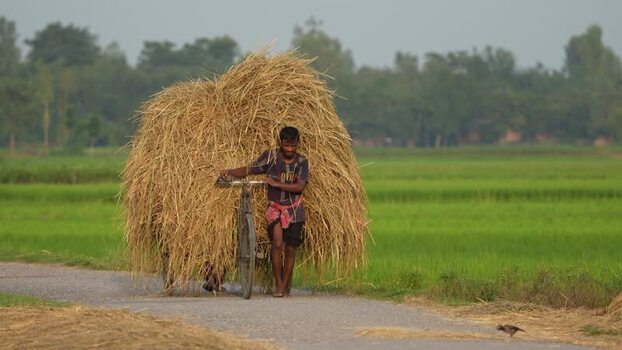 View of a man pushing a bicycle loaded with straw Bangladesh. View of a man pushing a bicycle loaded with straw Bangladesh.
