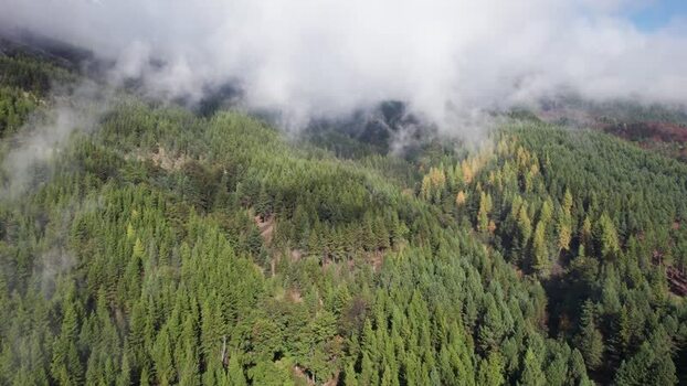 Aerial view of Patagonian forest in autumn Chile. Aerial view of Patagonian forest in autumn Chile.