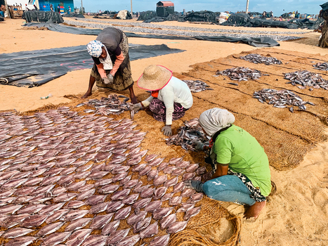 Sri Lanka 19 April 2024 View of women drying fish on mats on a sandy beach.