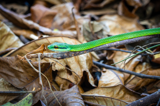 View of a bright green snake resting on a thin branch above a forest floor covered in dry brown leaves in Costa Rica.