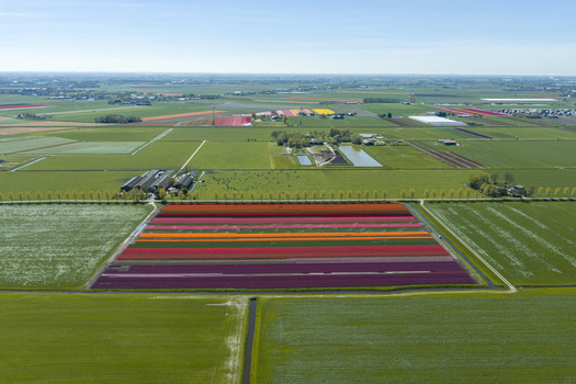 Aerial view of vibrant tulip fields in full bloom with rows of colorful flowers green meadows and agricultural landscape in the Netherlands. Aerial view of vibrant tulip fields in full bloom with rows of colorful flowers green meadows and agricultural landscape in the Netherlands.
