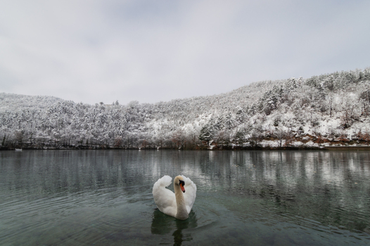 View of a white swan swimming in a calm lake with snow covered hills and trees in the background in Pievebovigliana Marche Italy. View of a white swan swimming in a calm lake with snow covered hills and trees in the background in Pievebovigliana Marche Italy.