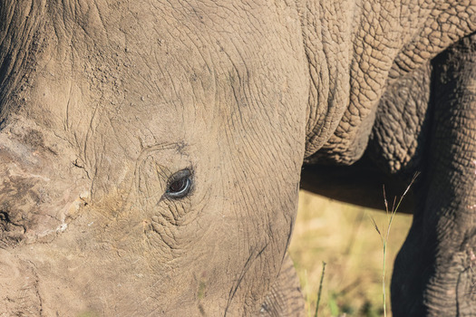 View of a rhinoceros showing detailed skin texture and a clear eye in Waterberg District Municipality Limpopo South Africa. View of a rhinoceros showing detailed skin texture and a clear eye in Waterberg District Municipality Limpopo South Africa.