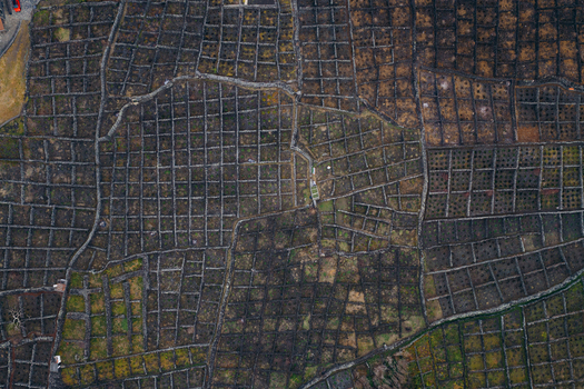 Aerial view of the unique volcanic stone walled vineyards arranged in a geometric grid pattern Biscoitos Azores Portugal. Aerial view of the unique volcanic stone walled vineyards arranged in a geometric grid pattern Biscoitos Azores Portugal.