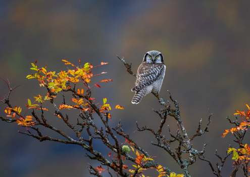 View of a Northern Hawk Owl perched on a branch with vibrant autumn foliage in Fjord More og Romsdal Norway.