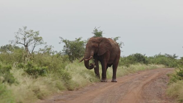 View of an African elephant in Kruger National Park South Africa.