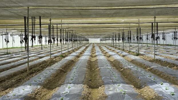 View of rows of seedlings in a greenhouse Nepal.