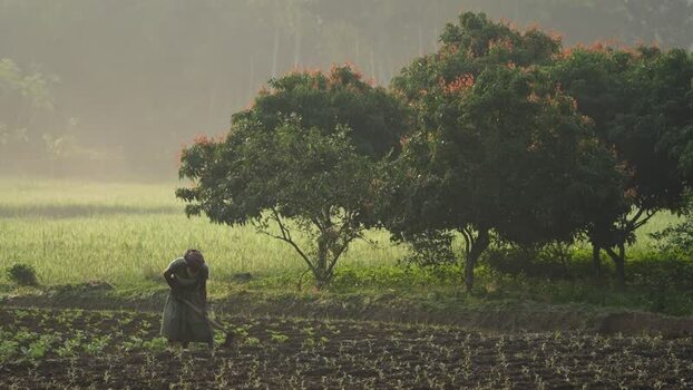 View of a woman working in a field Bangladesh. View of a woman working in a field Bangladesh.
