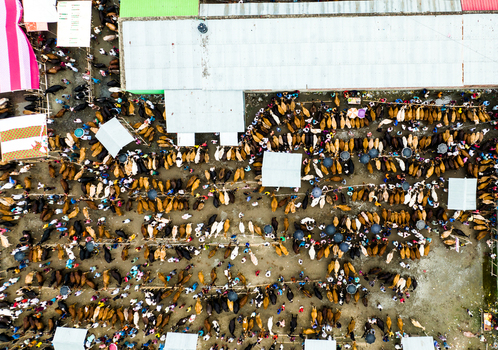 Aerial view of Baish Mowza Sarak Bazar with numerous cattle and people gathered in the market area with various stalls and tents in Nabinagar Chittagong Division Bangladesh. Aerial view of Baish Mowza Sarak Bazar with numerous cattle and people gathered in the market area with various stalls and tents in Nabinagar Chittagong Division Bangladesh.