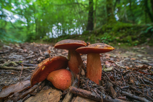 View of wild mushrooms growing on the forest floor with brown caps and orange stems in Deer Park Looe Cornwall United Kingdom. View of wild mushrooms growing on the forest floor with brown caps and orange stems in Deer Park Looe Cornwall United Kingdom.