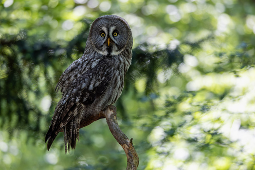 View of a great grey owl with yellow eyes perched on a wooden branch surrounded by green foliage in Selestat Grand Est France.