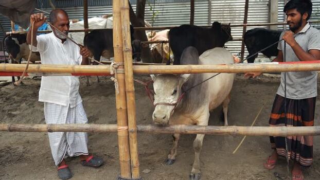View of men handling cattle in a bamboo enclosure Bangladesh. View of men handling cattle in a bamboo enclosure Bangladesh.