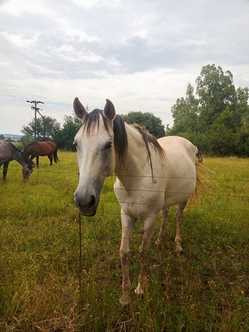 View of a white horse grazing in a grassy pasture with another horse in the background under a cloudy sky in Magaliesburg Gauteng South Africa.
