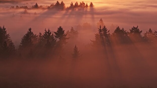 Aerial view of sunbeams over misty forest at Venekotensee Germany.