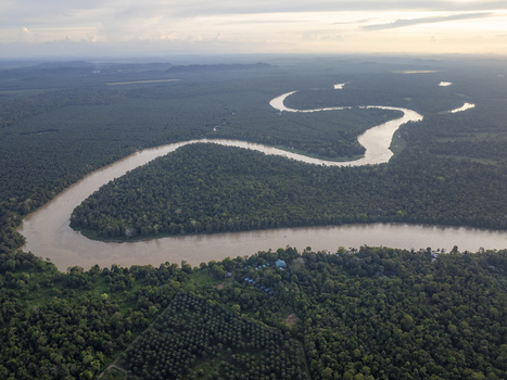 Aerial view of the winding Kinabatangan River flowing through the lush tropical rainforest of Sukau under a soft hazy sky Kinabatangan Sabah Malaysia. Aerial view of the winding Kinabatangan River flowing through the lush tropical rainforest of Sukau under a soft hazy sky Kinabatangan Sabah Malaysia.
