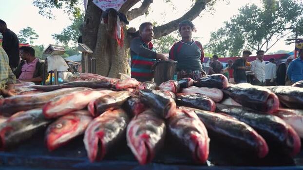 View of fresh fish displayed at a local market in Bogura Bangladesh. View of fresh fish displayed at a local market in Bogura Bangladesh.