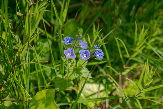 View of small blue Germander speedwell flowers blooming amidst lush green grass in a meadow in Looe Cornwall United Kingdom. View of small blue Germander speedwell flowers blooming amidst lush green grass in a meadow in Looe Cornwall United Kingdom.