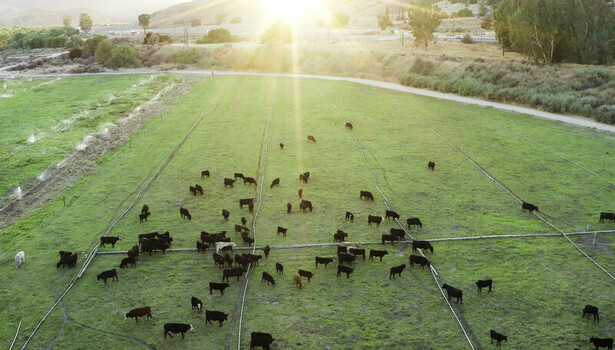 Aerial view of a herd of cows grazing in a lush green pasture during sunset with golden light illuminating the field in Ventura CA United States.
