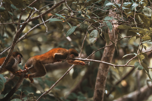 View of squirrel monkeys resting on tree branches in the rainforest of Costa Rica.