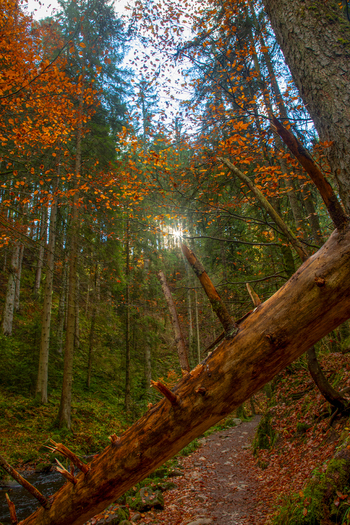 View of a fallen tree trunk over a hiking trail in the Ravennaschlucht forest with autumn foliage and sunbeams in Breitnau Baden Wurttemberg Germany. View of a fallen tree trunk over a hiking trail in the Ravennaschlucht forest with autumn foliage and sunbeams in Breitnau Baden Wurttemberg Germany.
