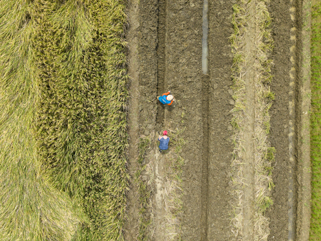 Aerial view of farmers tending to the rice fields the golden crops contrast with the dark soil creating a vibrant tapestry of rural life Kendal Central Java Indonesia. Aerial view of farmers tending to the rice fields the golden crops contrast with the dark soil creating a vibrant tapestry of rural life Kendal Central Java Indonesia.