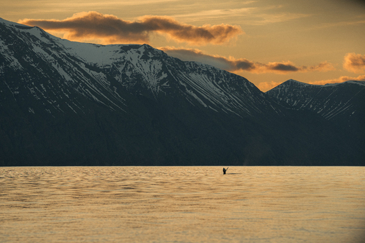 View of a serene aquatic expanse reflecting the golden light of the setting sun set against the backdrop of majestic snow capped mountains H&uacute;sav&iacute;k Nor&eth;ur&thorn;ing Iceland.