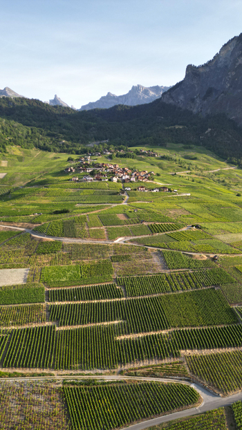 Aerial view of the lush green vineyards of Montagnon on a steep hillside with a small village and rocky mountain peaks under a clear sky in Leytron Valais Switzerland. Aerial view of the lush green vineyards of Montagnon on a steep hillside with a small village and rocky mountain peaks under a clear sky in Leytron Valais Switzerland.