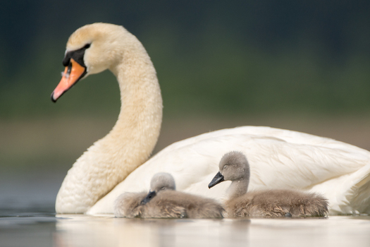 View of a graceful mute swan swimming with two small fluffy cygnets in a calm lake in Debrzno Pomeranian Voivodeshi Poland.