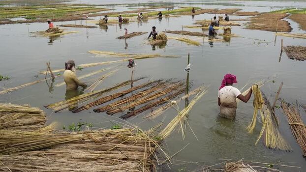 View of farmers processing jute fibers in flooded fields Bangladesh.