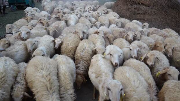 View of a large flock of sheep in a rural area Nepal.