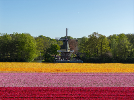 Aerial view of Keukenhof with vibrant rows of blooming tulips in orange pink and red surrounding a traditional Dutch windmill under a clear sky in Lisse Zuid Holland Netherlands. Aerial view of Keukenhof with vibrant rows of blooming tulips in orange pink and red surrounding a traditional Dutch windmill under a clear sky in Lisse Zuid Holland Netherlands.