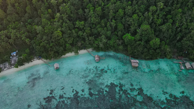 Aerial view of overwater bungalows along a pristine beach surrounded by lush tropical rainforest and vibrant turquoise coral reefs in Raja Ampat Southwest Papua Indonesia.
