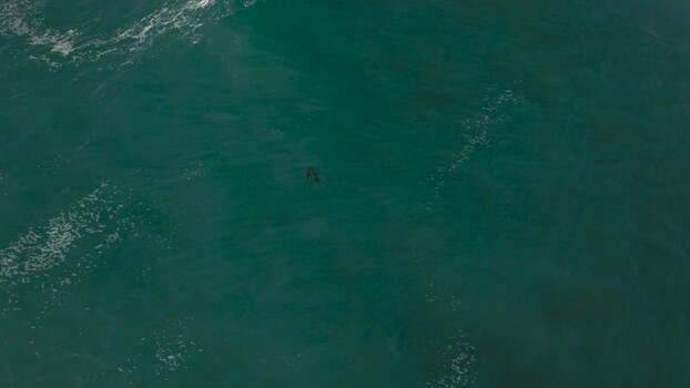 Aerial view of a seal swimming at La Jolla Cove United States.