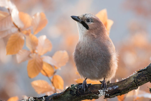 View of a Eurasian jay perched on a mossy branch with soft focus brown autumn leaves in the background in Debrzno Pomeranian Voivodeship Poland.
