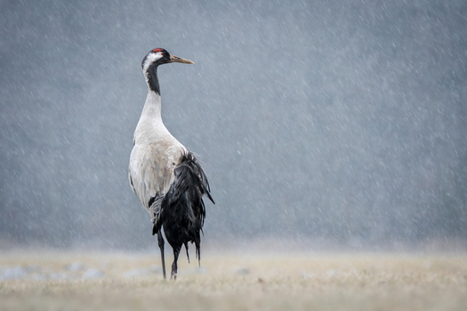 View of a common crane standing in a field during a light rain shower with soft natural light Debrzno Pomeranian Voivodeship Poland.