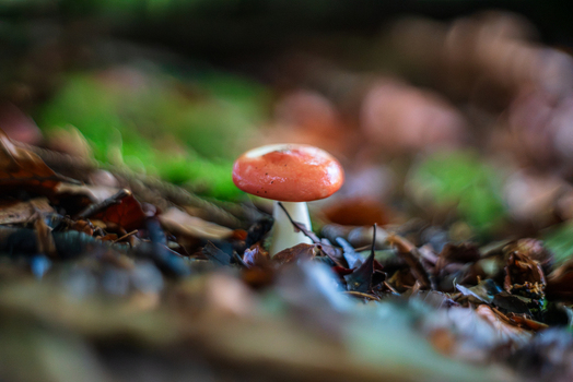 View of a Russula emetica mushroom with a bright red cap growing in damp woodland soil surrounded by fallen leaves and moss in Cornwall England United Kingdom.