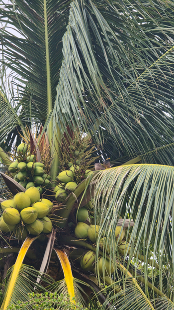 View of a coconut tree laden with clusters of green coconuts and lush palm fronds with small birds perched among the leaves in Ko Tao Surat Thani Thailand.