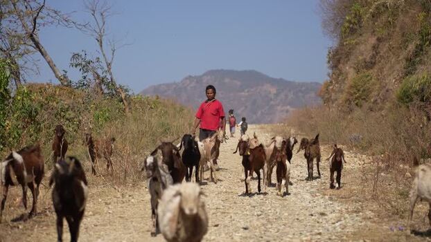 View of a man herding goats on a rural road Nepal.