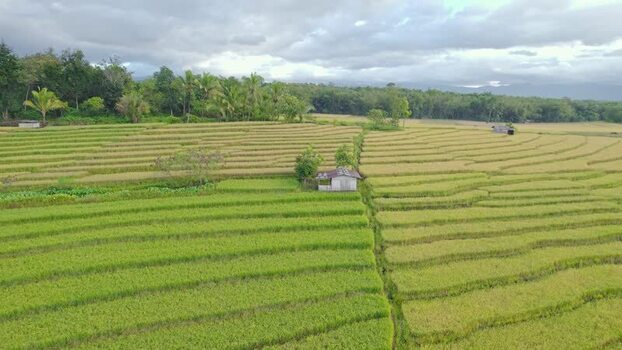 Aerial view of terraced rice fields and a small hut Indonesia.